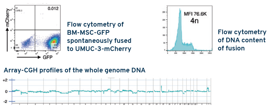 Human bone marrow-Flow cytometry